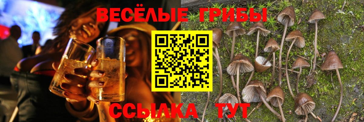 Галлюциногенные грибы Psilocybine cubensis Саки